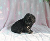 F1B Yorkiepoo For Sale Millersburg OH Female-Ellie