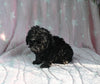 F1B Yorkiepoo For Sale Millersburg OH Female-Ellie