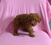 Mini Poodle For Sale Baltic OH Male-Ashton