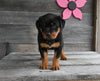 AKC Registered Rottweiler For Sale Fredericksburg OH Female-Stella