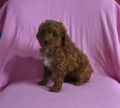 Mini Poodle For Sale Baltic OH Male-Ashton