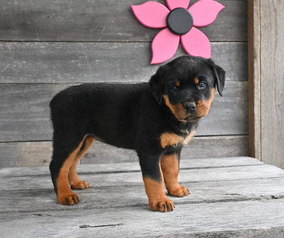 AKC Registered Rottweiler For Sale Fredericksburg OH Female-Stella