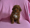 Mini Poodle For Sale Baltic OH Male-Ashton