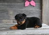 AKC Registered Rottweiler For Sale Fredericksburg OH Female-Luna