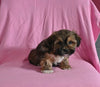 F1 Shorkie For Sale Baltic OH Male-Jase