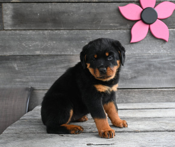 AKC Registered Rottweiler For Sale Fredericksburg OH Female-Luna