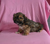 F1 Shorkie For Sale Baltic OH Male-Jase