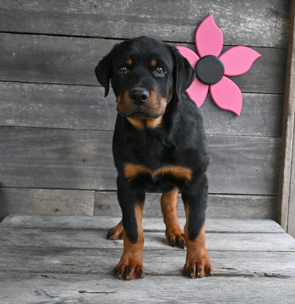 AKC Registered Rottweiler For Sale Fredericksburg OH Male-Bullet