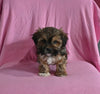 F1 Shorkie For Sale Baltic OH Male-Jase