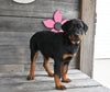 AKC Registered Rottweiler For Sale Fredericksburg OH Male-Bullet
