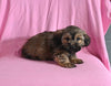 F1 Shorkie For Sale Baltic OH Male-Jasper