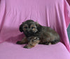 F1 Shorkie For Sale Baltic OH Male-Jasper