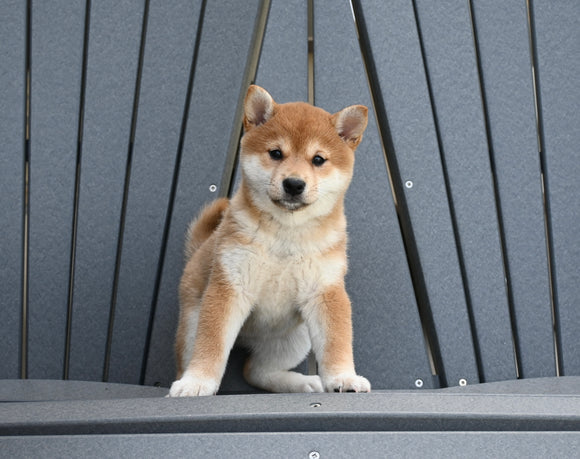 AKC Registered Shiba Inu For Sale Millersburg OH Female-Cookie