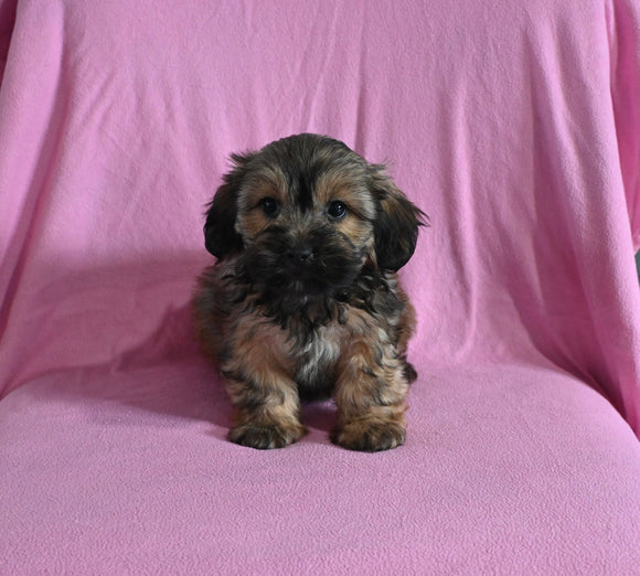 F1 Shorkie For Sale Baltic OH Male-Jasper