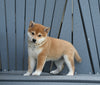 AKC Registered Shiba Inu For Sale Millersburg OH Female-Cookie