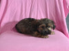 F1 Shorkie For Sale Baltic OH Male Jesse