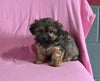 F1 Shorkie For Sale Baltic OH Male Jesse