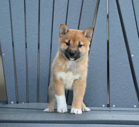 AKC Registered Shiba Inu For Sale Millersburg OH Male-Cody