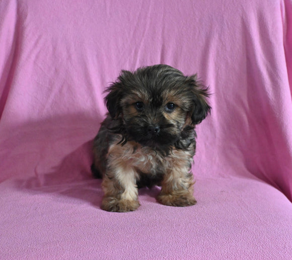 F1 Shorkie For Sale Baltic OH Male Jesse