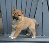AKC Registered Shiba Inu For Sale Millersburg OH Male-Cody
