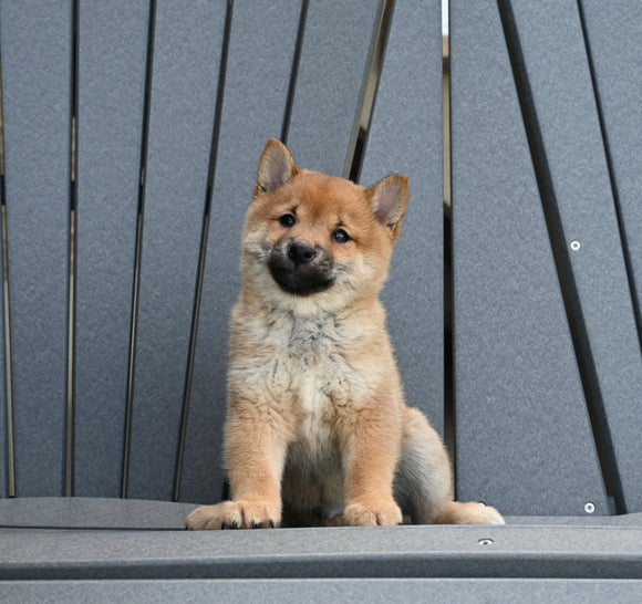 AKC Registered Shiba Inu For Sale Millersburg OH Male-Charlie