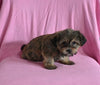 F1 Shorkie For Sale Baltic OH Female-Jackie