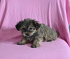 F1 Shorkie For Sale Baltic OH Female-Jackie