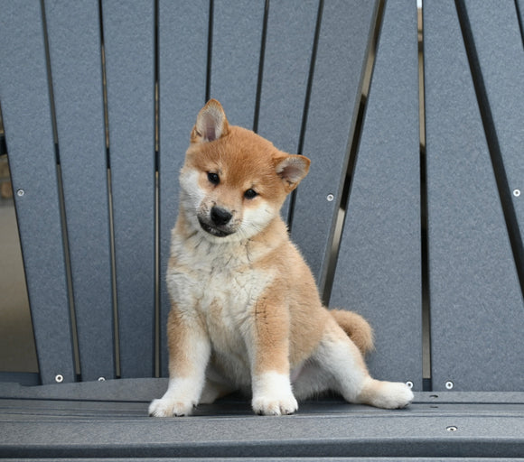 AKC Registered Shiba Inu For Sale Millersburg OH Male-Duke
