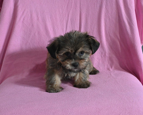 F1 Shorkie For Sale Baltic OH Female-Jackie