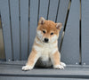 AKC Registered Shiba Inu For Sale Millersburg OH Male-Max
