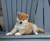 AKC Registered Shiba Inu For Sale Millersburg OH Male-Max