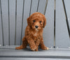 Mini F1B Goldendoodle For Sale Millersburg OH Male-Cooper