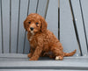 Mini F1B Goldendoodle For Sale Millersburg OH Male-Cooper