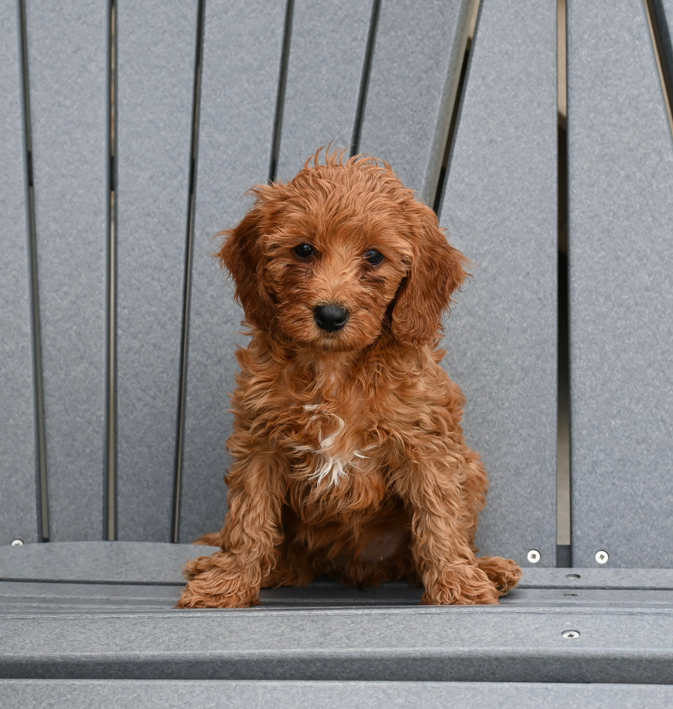 Mini F1B Goldendoodle For Sale Millersburg OH Female-Kellie – AC ...