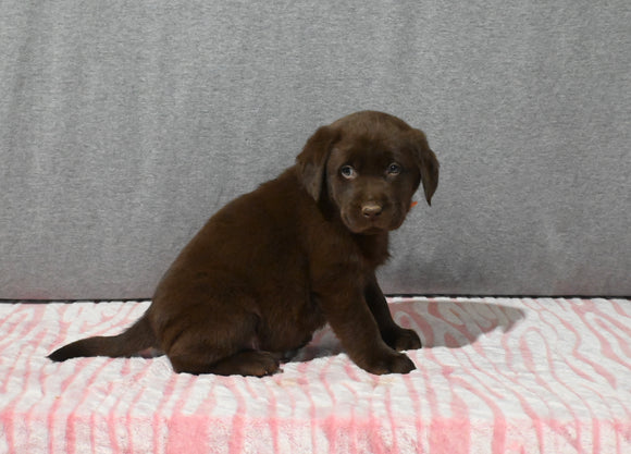 AKC Registered Labrador Retriever For Sale Millersburg OH Male-Bear