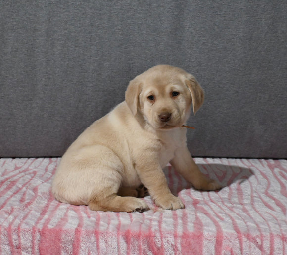 AKC Registered Labrador Retriever For Sale Millersburg OH Female-Bella