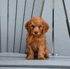 Mini F1B Goldendoodle For Sale Millersburg OH Female-Penny