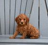 Mini F1B Goldendoodle For Sale Millersburg OH Female-Penny