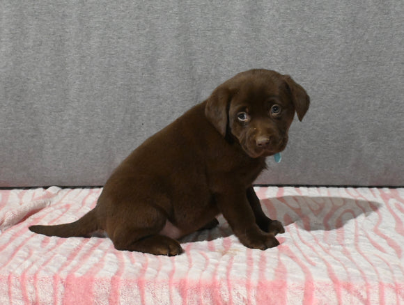 AKC Registered Labrador Retriever For Sale Millersburg OH Female-Bailey