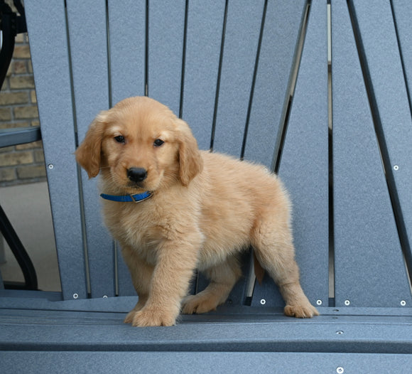 AKC Registered Golden Retriever For Sale Millersburg OH Female-Abbie