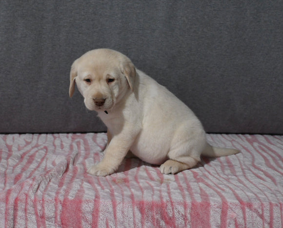 AKC Registered Labrador Retriever For Sale Millersburg OH Female-Brielle