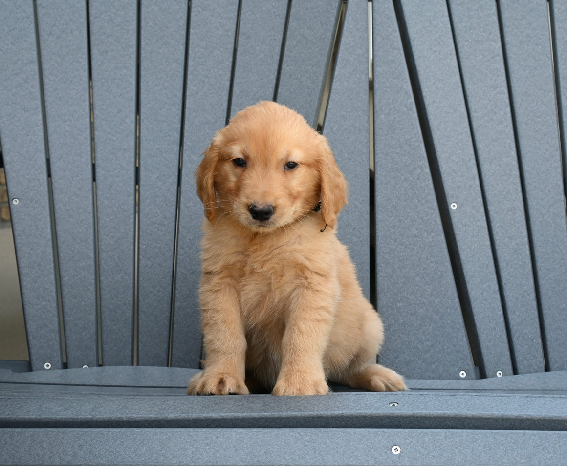 Puppies For Sale In Ohio | Shipping Available Buy Direct From Breeder