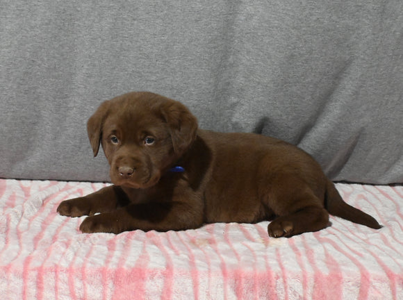 AKC Registered Labrador Retriever For Sale Millersburg OH Male-Brody