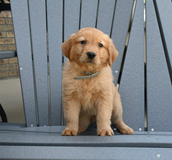 AKC Registered Golden Retriever For Sale Millersburg OH Male-Zack