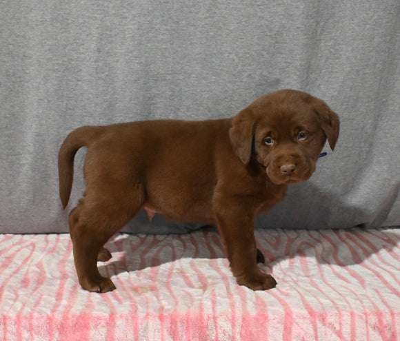 AKC Registered Labrador Retriever For Sale Millersburg OH Male-Brody