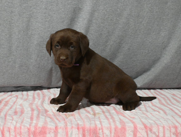 AKC Registered Labrador Retriever For Sale Millersburg OH Female-Brixley