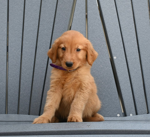 AKC Registered Golden Retriever For Sale Millersburg OH Male-Mike