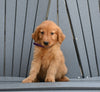 AKC Registered Golden Retriever For Sale Millersburg OH Male-Mike