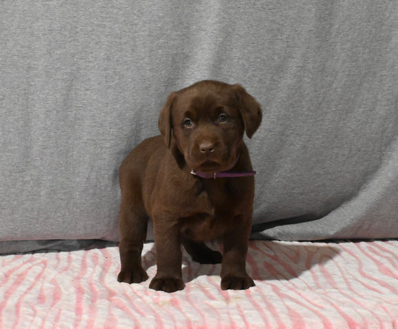 AKC Registered Labrador Retriever For Sale Millersburg OH Female-Brixley