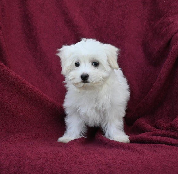 ACA Registered Maltese For Sale Baltic OH Female-Reese